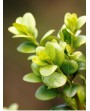 Bosso - Buxus faulkner