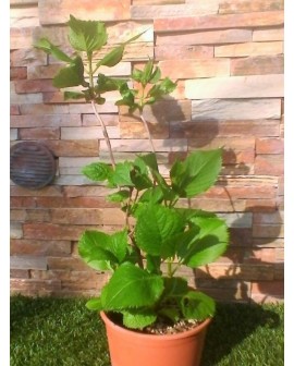 Ortensia - Hydrangea macrophylla