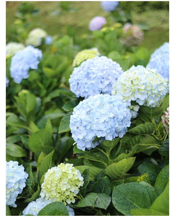Ortensia - Hydrangea macrophylla