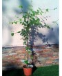 Lonicera