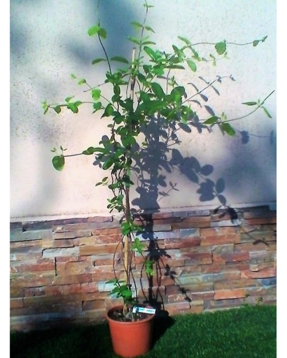 Lonicera