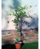 Lonicera caprifoglio