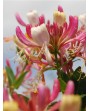 Lonicera