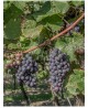 Barbatelle-Sangiovese - 25 pz.