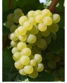 Malvasia toscana