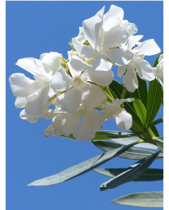 Oleandro - Nerium oleander