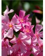 Oleandro - Nerium oleander