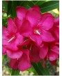 Oleandro - Nerium oleander