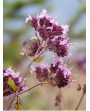 Maggiorana - Origanum majorana