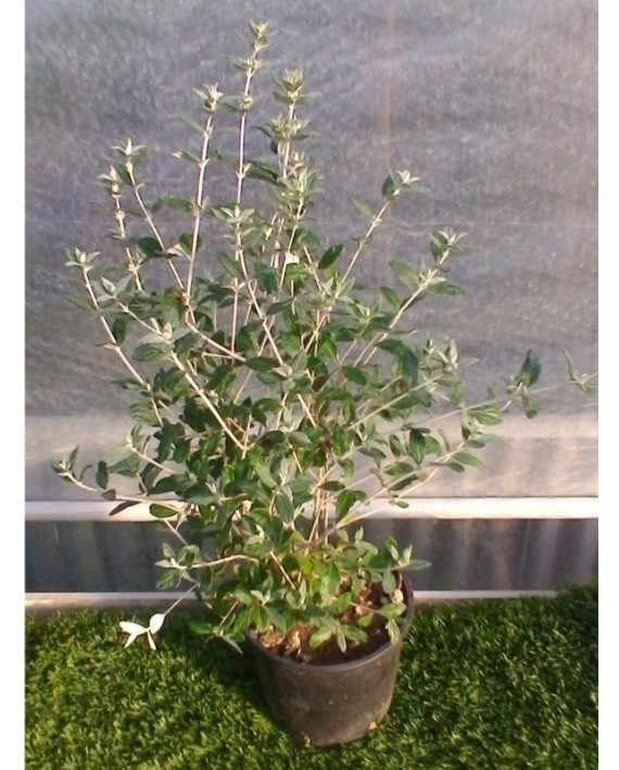 Teucrium