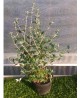 Teucrium fructicans
