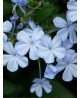 Plumbago