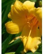 hemerocallis