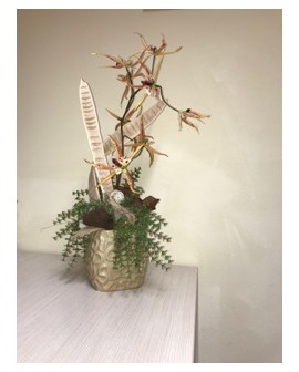 Orchidea brassia