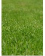 Sementi per tappeti erbosi STAR GREEN