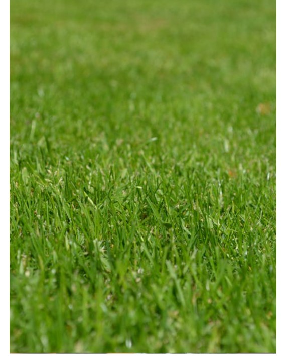 Sementi per tappeti erbosi STAR GREEN