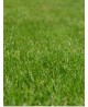 Sementi per tappeti erbosi STAR GREEN