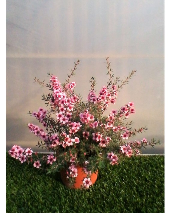 Leptospermum scoparium