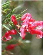 Grevillea Tamboritha