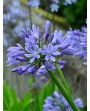 Agapanthus
