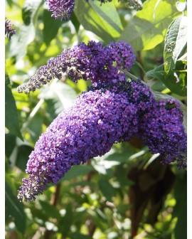 Buddleia
