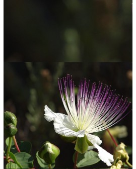 Cappero - Capparis spinosa