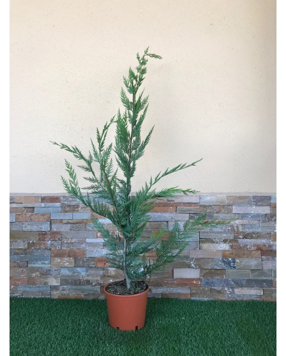 Leylandii - Cupressocyparis