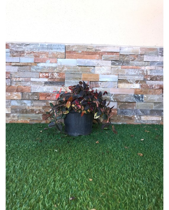 Trachelospermum summer sunset