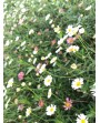 Erigeron karvinskianus