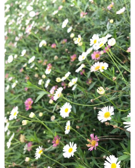 Erigeron karvinskianus