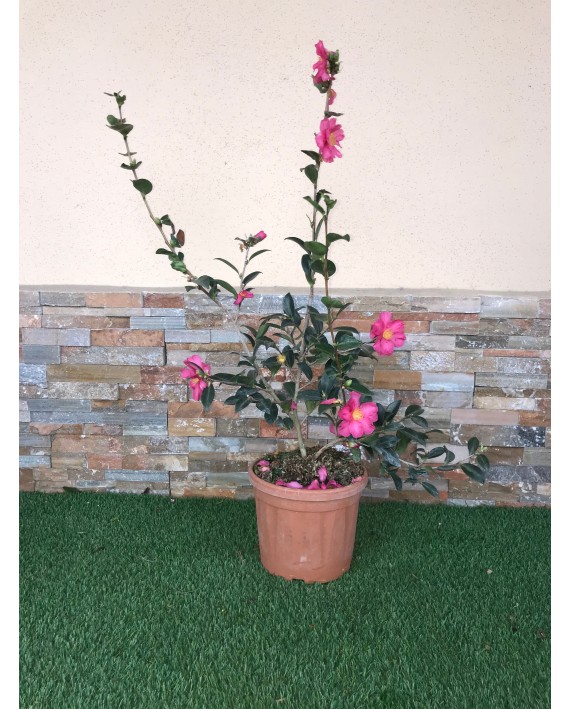 Camelia Sasanqua