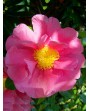 Camelia Sasanqua