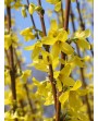 Forsythia