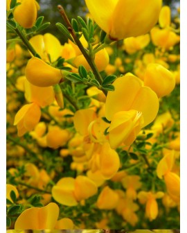 Ginestra - Spartium junceum