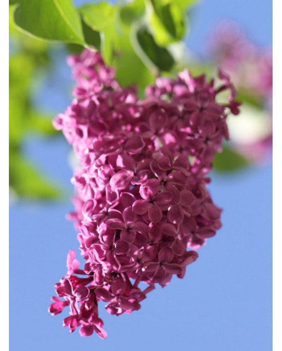 Lillà - Syringa vulgaris