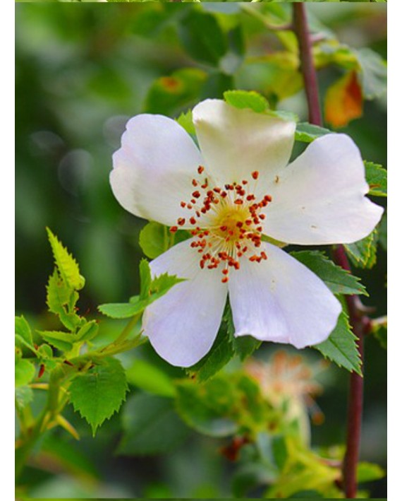 Rosa canina