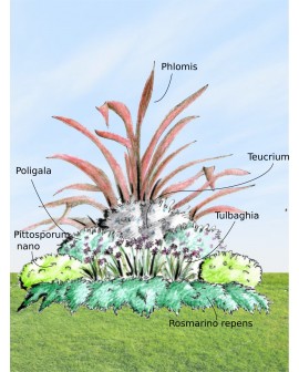 Set piante per aiola a fioritura primaverile