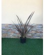 Phormium