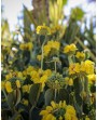Phlomis