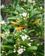 Pittosporum tobira nano