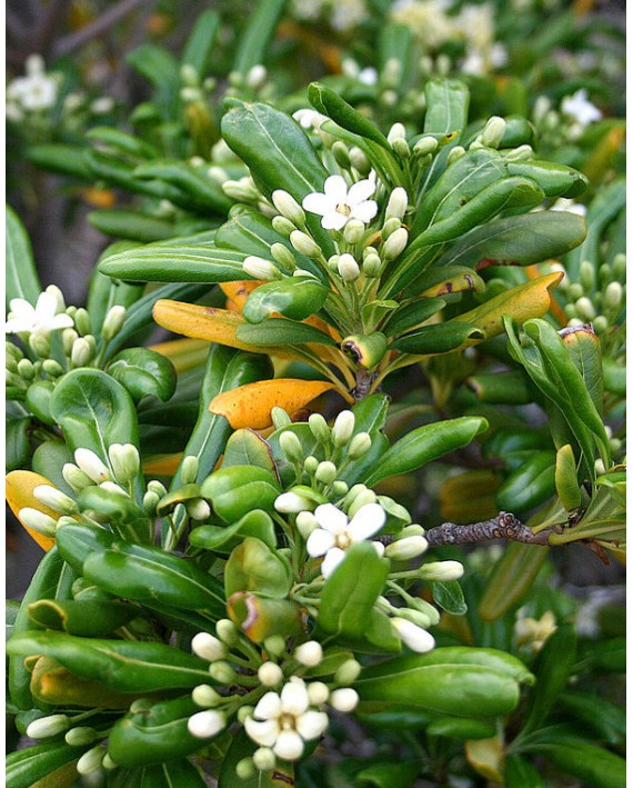 Pittosporum tobira nano