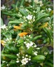Pittosporum tobira nano