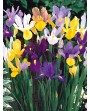 Iris mix