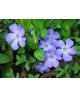 Vinca minor