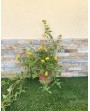Lantana sellowiana