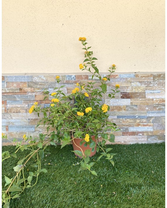 Lantana sellowiana