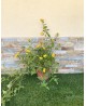 Lantana sellowiana