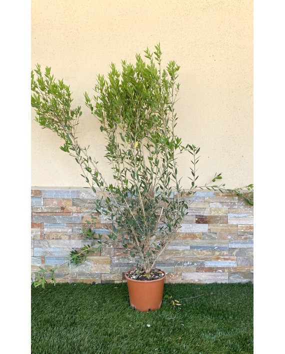 phillyrea angustifolia