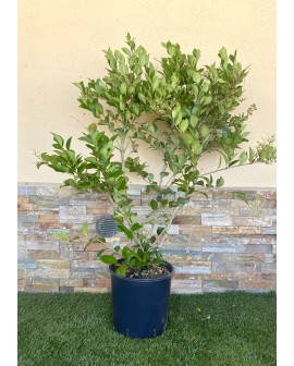 Ligustrum texanum