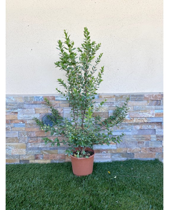 Mirto communis Microphilla